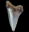 Hemipristis Shark Tooth Fossil - Virginia #71117-1